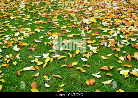 Les feuilles d'automne dans un pré, Allemagne Banque D'Images