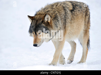 Le loup de la vallée du Mackenzie, Rocky Mountain loup, loup toundra de l'Alaska ou canadien Timber Wolf (Canis lupus occidentalis), dans la neige Banque D'Images