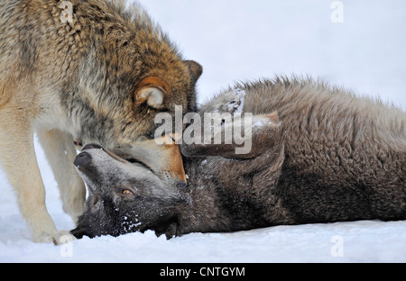 Le loup de la vallée du Mackenzie, Rocky Mountain loup, loup toundra de l'Alaska ou canadien Timber Wolf (Canis lupus occidentalis), comportement hiérarchique Banque D'Images