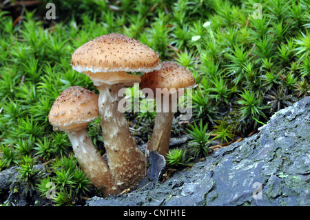 Miel foncé (champignon Armillaria ostoyae, Armillariella polymyces), à une tige de l'arbre, Allemagne Banque D'Images