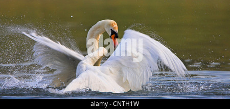 Mute swan (Cygnus olor), deux personnes, de lutte contre l'Allemagne, Rhénanie-Palatinat Banque D'Images