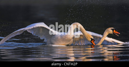 Mute swan (Cygnus olor), deux personnes, de lutte contre l'Allemagne, Rhénanie-Palatinat Banque D'Images