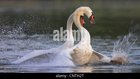 Mute swan (Cygnus olor), deux personnes, de lutte contre l'Allemagne, Rhénanie-Palatinat Banque D'Images