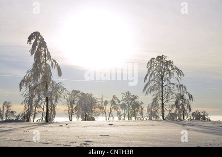 Sun est briser matin brume sur un paysage couvert de neige, l'Allemagne, en Rhénanie du Nord-Westphalie, Haut-sauerland Banque D'Images