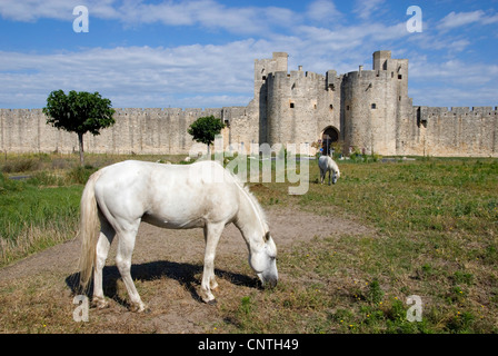 Cheval de Camargue (Equus caballus przewalskii f.), vieux mur de ville avec cheval de Camargue, France, Camargue, Aigues-Mortes Banque D'Images