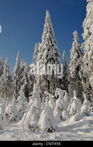 Spuce couvertes de neige dans la forêt le soleil, l'Allemagne, en Rhénanie du Nord-Westphalie, Haut-sauerland Banque D'Images