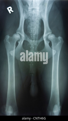 Chien domestique (Canis lupus f. familiaris), X-ray image de dysplasie de la hanche Banque D'Images