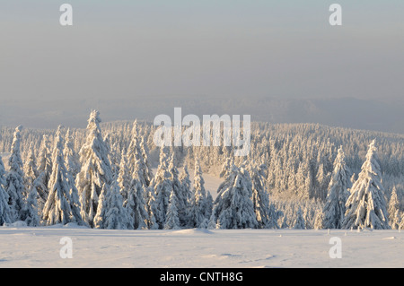 Vue sur forêt sprouce couvertes de neige au soleil, l'Allemagne, en Rhénanie du Nord-Westphalie, Haut-sauerland Banque D'Images