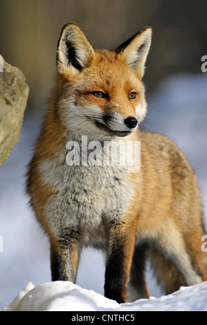 Le renard roux (Vulpes vulpes), à remarquer, Allemagne Banque D'Images