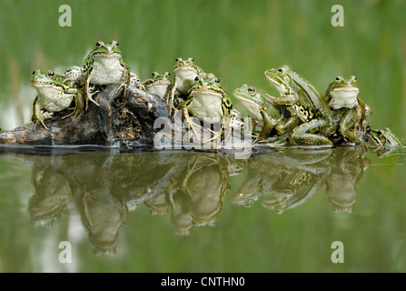 Grenouille comestible européen commun, edible frog (Rana kl. esculenta, Rana esculenta), plusieurs grenouilles sur une racine dans l'eau, Suisse Banque D'Images