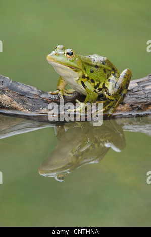 Grenouille comestible européen commun, edible frog (Rana kl. esculenta, Rana esculenta), sur une racine dans l'eau, Suisse Banque D'Images