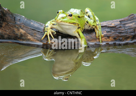 Grenouille comestible européen commun, edible frog (Rana kl. esculenta, Rana esculenta), sur une racine dans l'eau, Suisse Banque D'Images