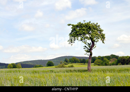 Des arbres fruitiers dans un champ au printemps, l'Allemagne, la Saxe Banque D'Images