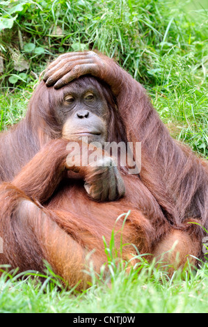 L'orang-outan de Sumatra (Pongo pygmaeus abelii, Pongo abelii), assis dans l'herbe dully Banque D'Images