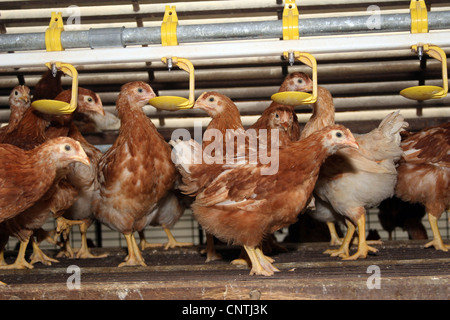 Les oiseaux domestiques (Gallus gallus f. domestica), Brown jeune pondeuse dans son étal freeranging Banque D'Images