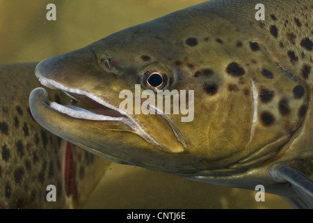 La truite de lac (Salmo trutta lacustris), portrait d'un homme, Allemagne Banque D'Images