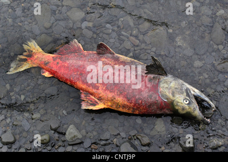 Le saumon rouge, le saumon rouge, le saumon rouge, bleu (Oncorhynchus nerka), couché sur le sol de gravier, est mort après le frai, USA, Alaska, Kodiak Island Banque D'Images