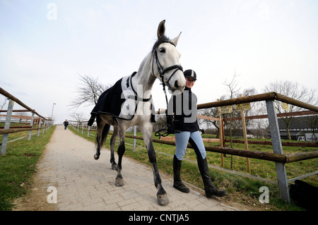 Cheval andalou (Equus przewalskii f. caballus), fille qui va avec cheval à l'école d', Allemagne Banque D'Images