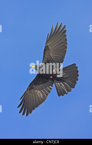 (Pyrrhocorax graculus alpine chough), battant Banque D'Images