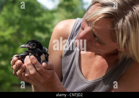 Pie bavarde (Pica pica), femme avec un enfant dans ses mains, Allemagne Banque D'Images