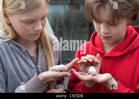 Putois domestique, furet domestique (Mustela putorius furo) f., les filles avec les jeunes furets dans leurs mains, Allemagne Banque D'Images
