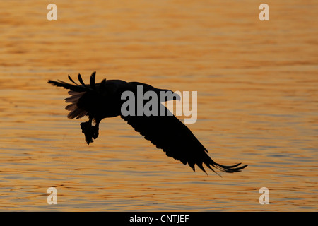 Pygargue à queue blanche (Haliaeetus albicilla), au coucher du soleil, de la Norvège, Flatanger, Nord-trondelag, Lauvsnes Banque D'Images