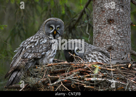 La Chouette lapone (Strix nebulosa), dans le nid, la Suède, Ostersund Banque D'Images