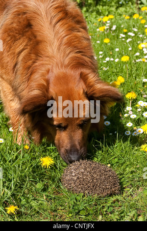 Hérisson hérisson d'Europe de l'Ouest, (Erinaceus europaeus), le chien et le hérisson réunion dans un pré, Allemagne Banque D'Images