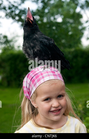 Corneille noire (Corvus corone), petite fille avec un servile jeune oiseau assis sur sa tête Banque D'Images