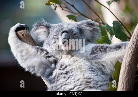 Koala, Le Koala (Phascolarctos cinereus), portrait, l'Australie, Queensland Banque D'Images