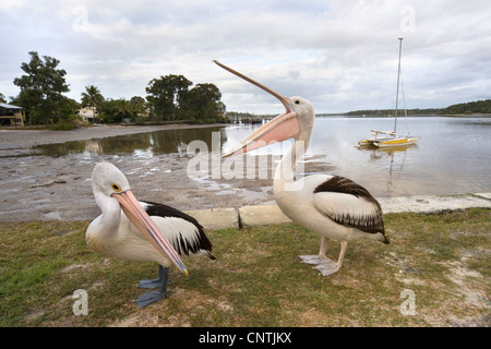 Pelican (Pelecanus conspicillatus australienne), deux personnes à terre, l'Australie, Queensland, Tin Can Bay Banque D'Images