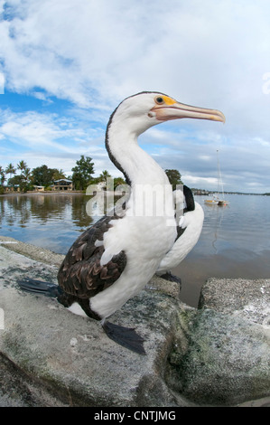 Héron, Pied Shag (Phalacrocorax varius), deux personnes à terre, l'Australie, Queensland, Tin Can Bay Banque D'Images