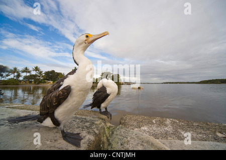 Héron, Pied Shag (Phalacrocorax varius), deux personnes à terre, l'Australie, Queensland, Tin Can Bay Banque D'Images