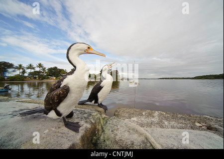 Héron, Pied Shag (Phalacrocorax varius), deux personnes à terre, l'Australie, Queensland, Tin Can Bay Banque D'Images