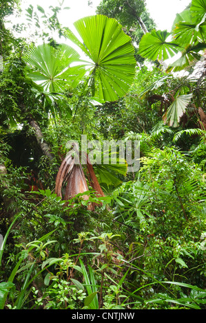 Red latan Palm, Palm Ventilateur australienne (Licuala ramsayi), dans les forêts tropicales, l'Australie, Queensland, South Mission Beach Banque D'Images