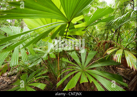 Red latan Palm, Palm Ventilateur australienne (Licuala ramsayi), dans les forêts tropicales, l'Australie, Queensland, South Mission Beach Banque D'Images