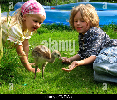 Nandou (Rhea americana), deux enfants jouant avec un poussin dans le jardin, Allemagne Banque D'Images