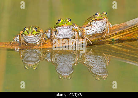 Grenouille comestible européen commun, edible frog (Rana kl. esculenta, Rana esculenta), trois sur une branche dans l'eau, Suisse Banque D'Images