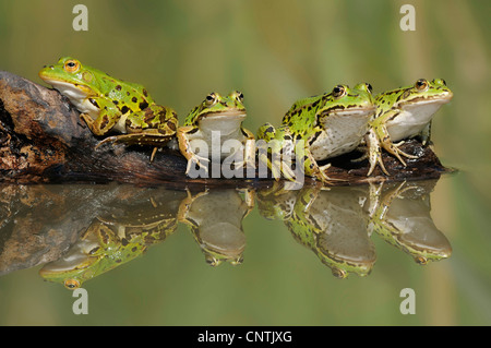 Grenouille comestible européen commun, edible frog (Rana kl. esculenta, Rana esculenta), quatre sur une branche dans l'eau, Suisse Banque D'Images