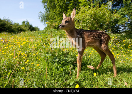 Le chevreuil (Capreolus capreolus), fauve sur une prairie de fleurs, Allemagne Banque D'Images