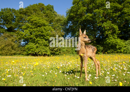 Le chevreuil (Capreolus capreolus), fauve sur une prairie de fleurs, Allemagne Banque D'Images