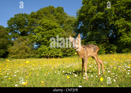 Le chevreuil (Capreolus capreolus), fauve sur une prairie de fleurs, Allemagne Banque D'Images