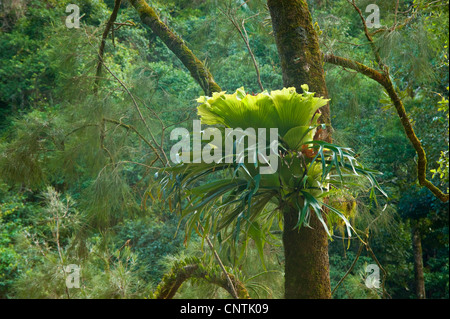 Fougère corne de cerf corne de cerf, Fougère, Staghorn fern (Mer légère spec.), fougère épiphyte en forêt pluviale, l'Australie, Queensland, Eungella np Banque D'Images