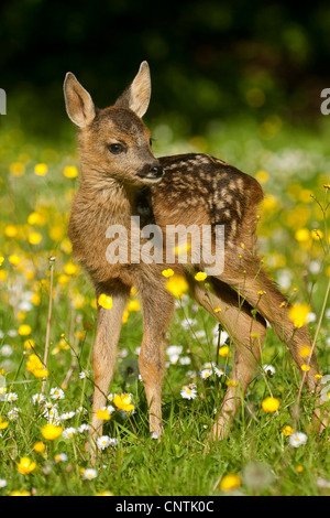 Le chevreuil (Capreolus capreolus), fauve sur une prairie de fleurs, Allemagne Banque D'Images