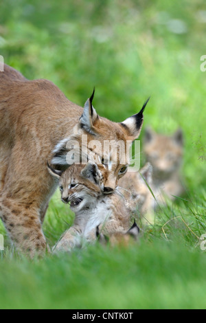 Le lynx eurasien (Lynx lynx), l'accaparement de la mère, l'Allemagne, Rhénanie-Palatinat pup Banque D'Images