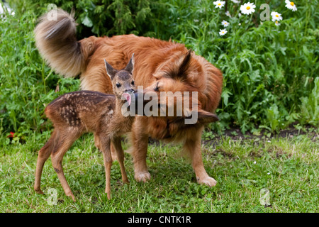 Le chevreuil (Capreolus capreolus), le chien est de lécher la fwan dans un jardin, Allemagne Banque D'Images