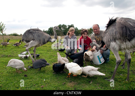 Les filles avec keeper nourrir les oiseaux dans un pré, Allemagne Banque D'Images