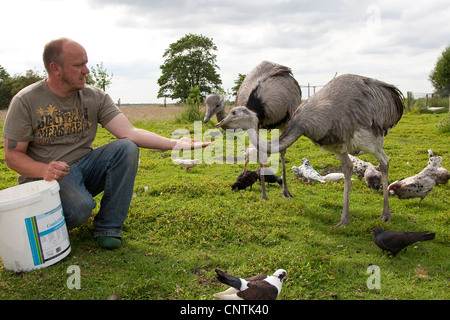 Keeper nourrir les oiseaux dans un pré, Allemagne Banque D'Images