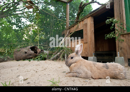 Lapin nain (Oryctolagus cuniculus f. domestica), dans un enclos en plein air Banque D'Images