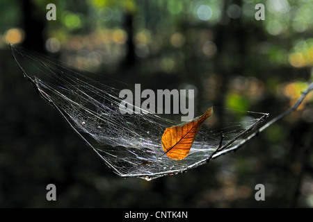 Feuille d'automne dans une toile d'araignée en rétro-éclairage, Allemagne Banque D'Images